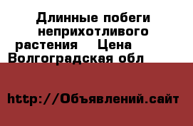 Длинные побеги неприхотливого растения  › Цена ­ 100 - Волгоградская обл.  »    